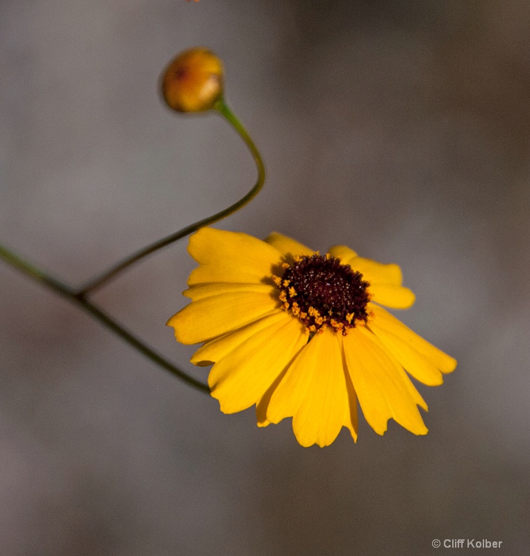 Tickseed Flower - ID: 12684713 © Cliff Kolber
