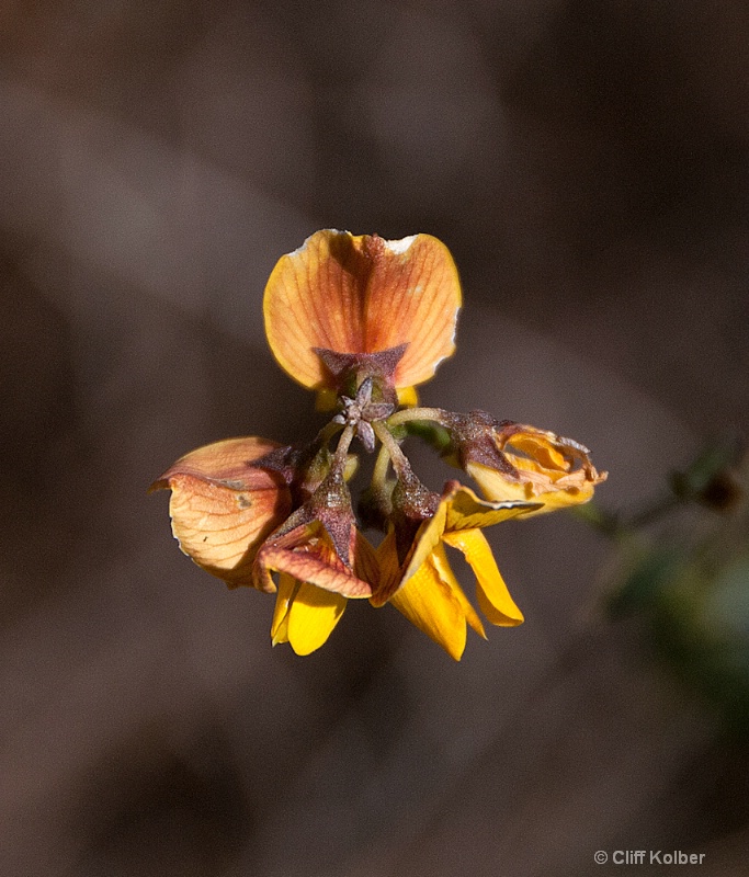 Low Rattlebox Flower - ID: 12684714 © Cliff Kolber