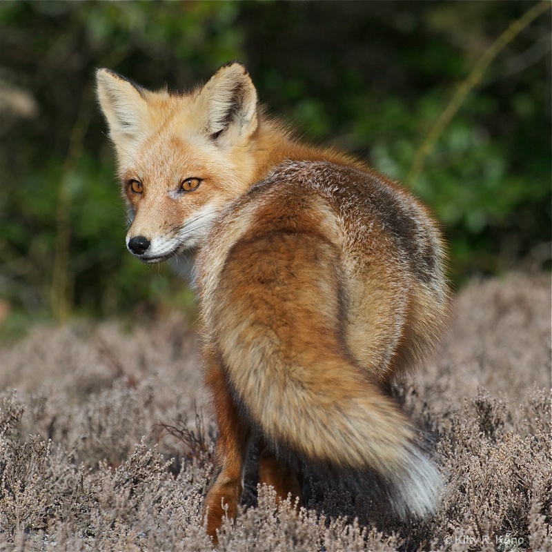 Fox Looking Back - ID: 12685102 © Kitty R. Kono