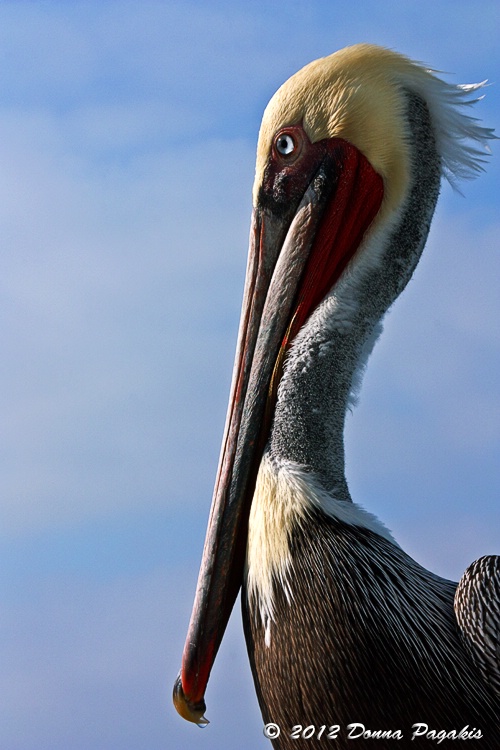 Pelican Profile 