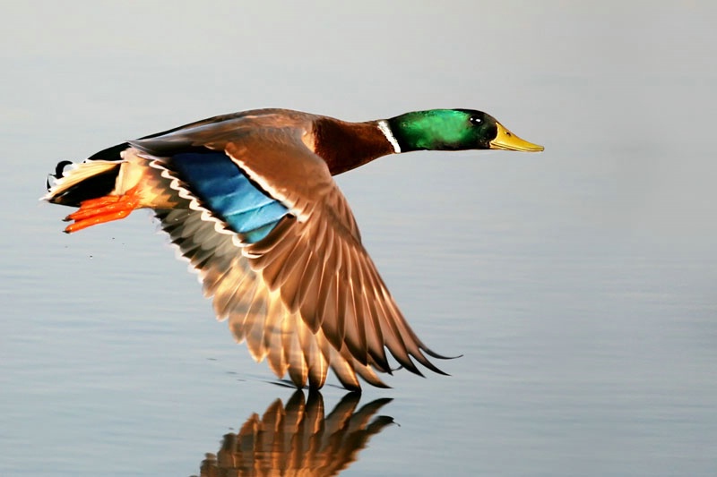 Mallard Dragging His Wing