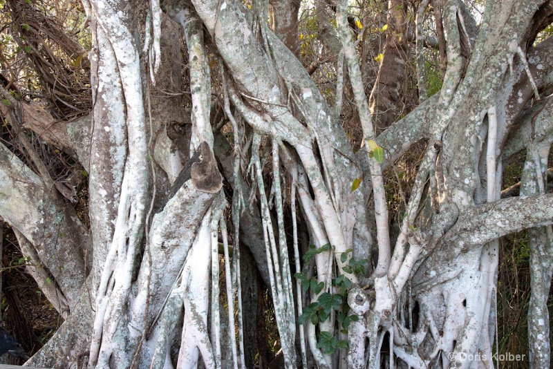 Banyan Tree - ID: 12686077 © Cliff Kolber