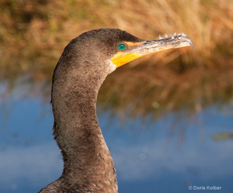 Double Crested Cormorant - ID: 12686079 © Cliff Kolber