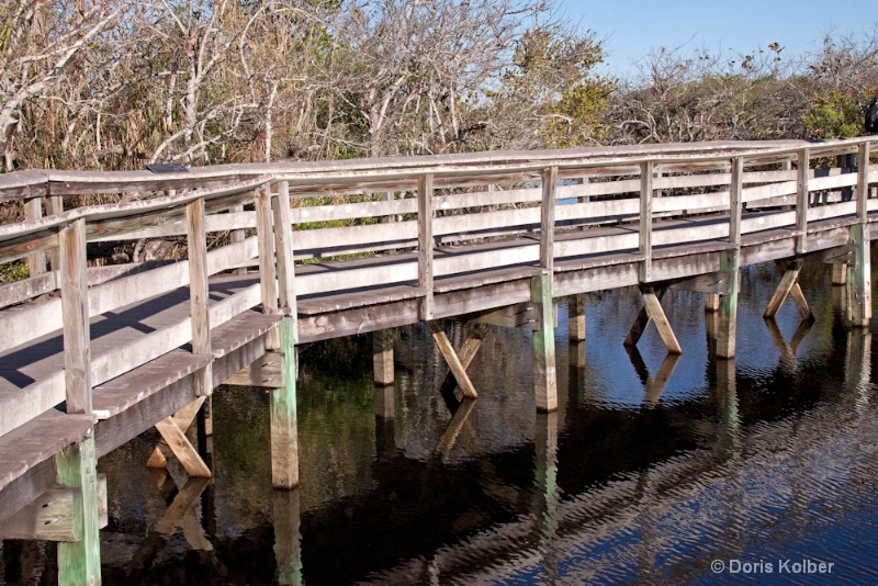 Anhinga Trail Boardwalk - ID: 12686085 © Cliff Kolber