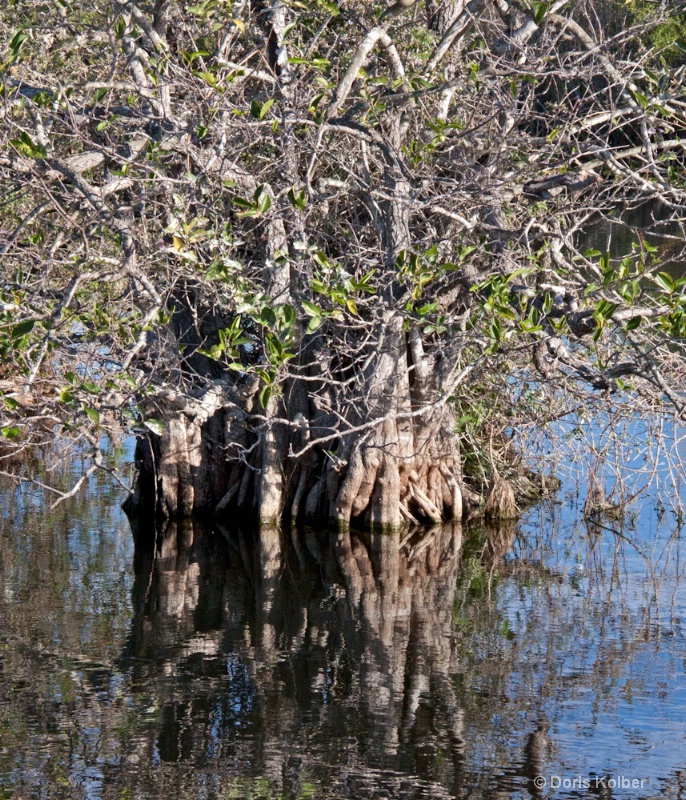 Mangroves - ID: 12686088 © Cliff Kolber