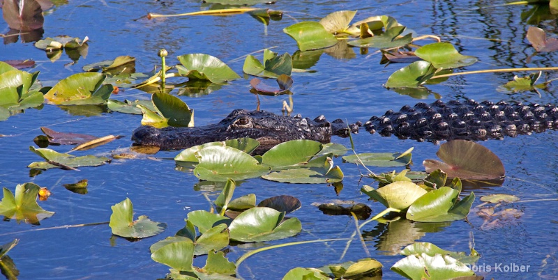 Alligator and Spatterdock - ID: 12686091 © Cliff Kolber