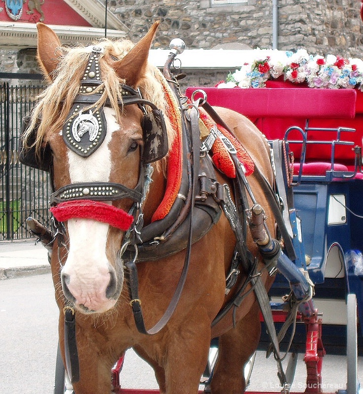 Let's for for a ride in old Montreal