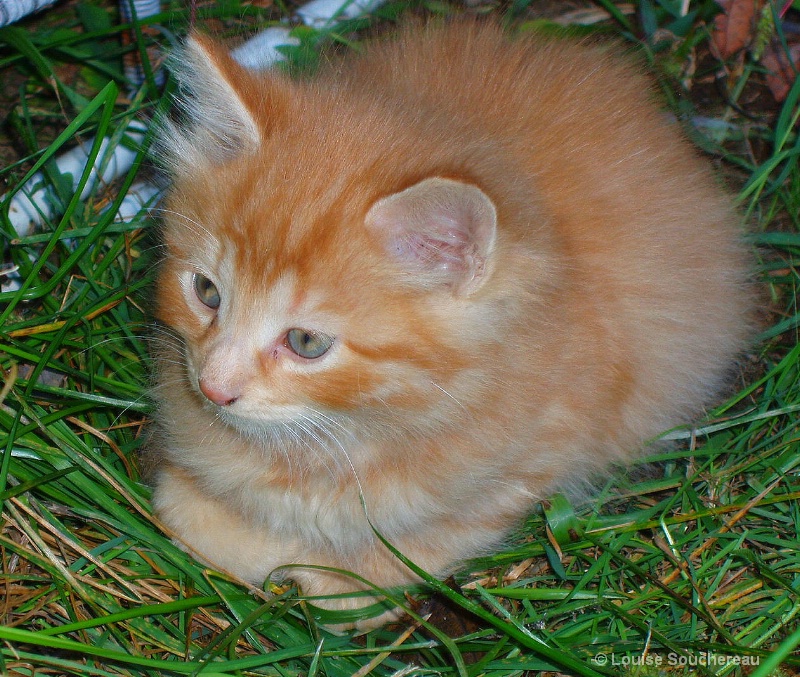 Small ball of red hair