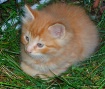 Small ball of red...
