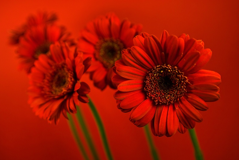 Red Gerbera