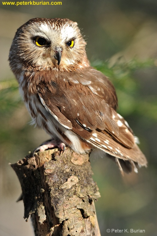 Saw-Whet Owl