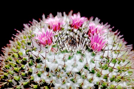 Cactus Flowers