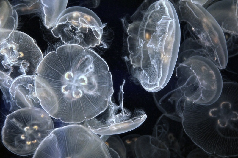 Moon Jellies