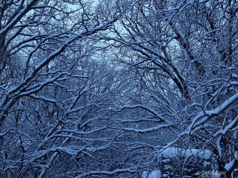 snow branches