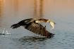 Cormorant Catch