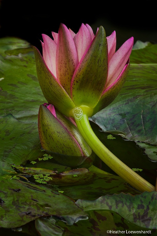 Buds of Pink