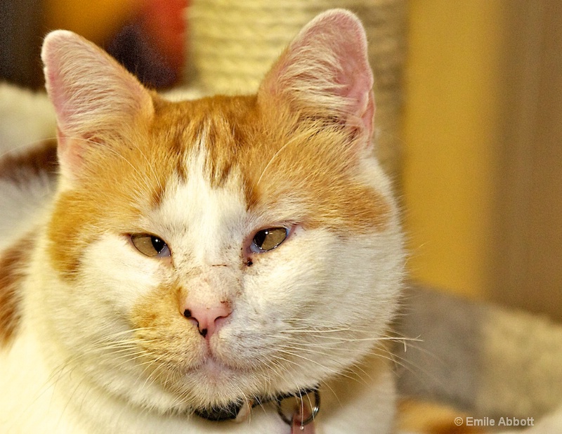 Little Boy "Cross Eyed Kitty" - ID: 12690407 © Emile Abbott