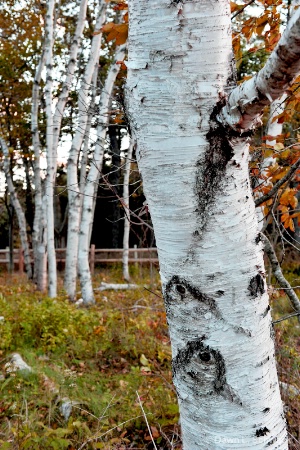 White Birch