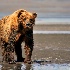 © Dawn Schwack PhotoID# 12690555: Grizzly Stance 2