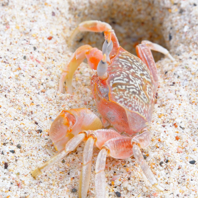 ghost crab - ID: 12690599 © Sibylle G. Mattern