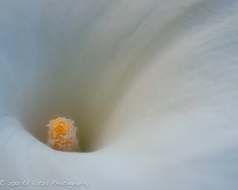 Soft Petals: Calla