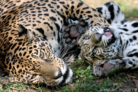 Jaguar mom & cub