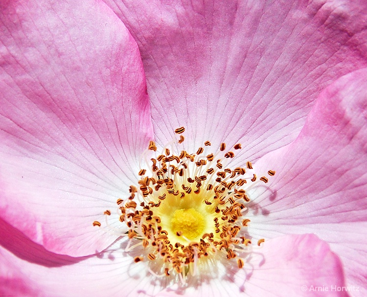 Heart of the Flower - III - ID: 12692131 © Arnie Horwitz