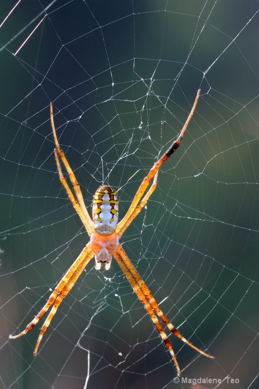 Macro - St Andrew's Cross Spider