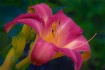 Beauty of a Flowe...