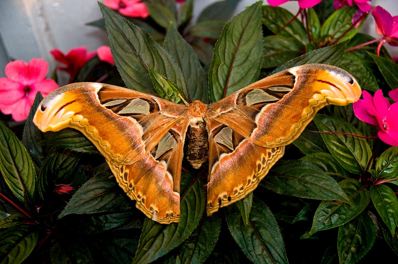 Not a Butterfly - ID: 12694376 © Denny E. Barnes