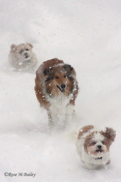 We Love Snow Days!