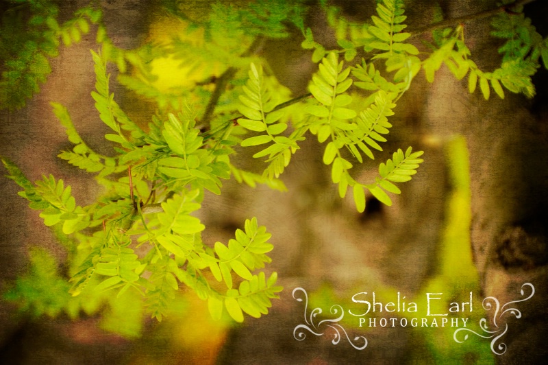 Autumn Greenery - ID: 12695023 © Shelia Earl