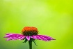 Echinacea