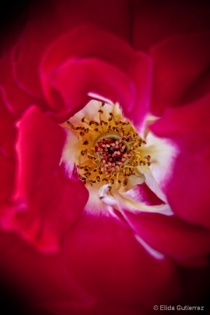 Inside the rose