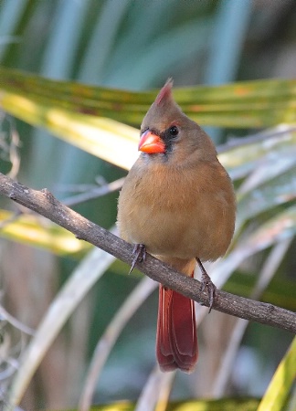 Female Cardinal