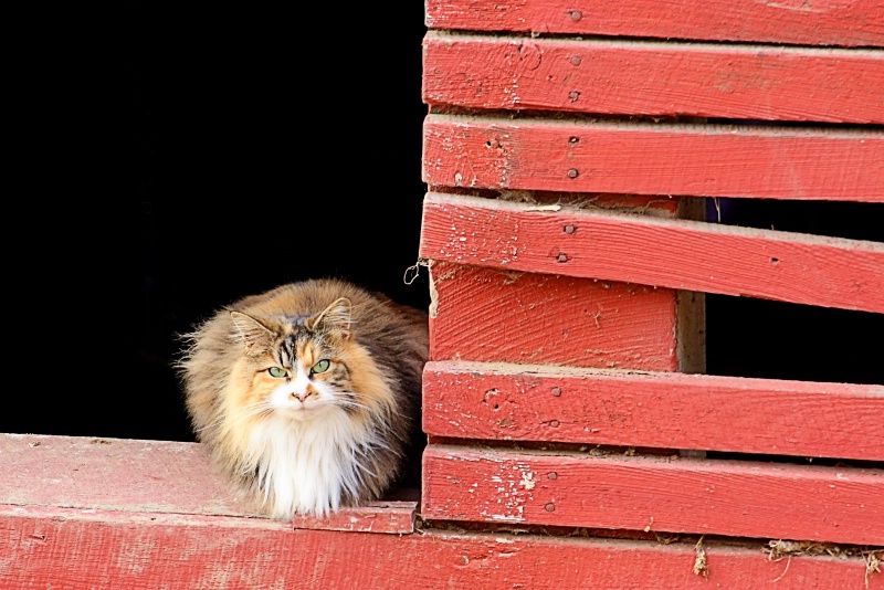 Barn Cat - ID: 12698230 © Tammy M. Anderson