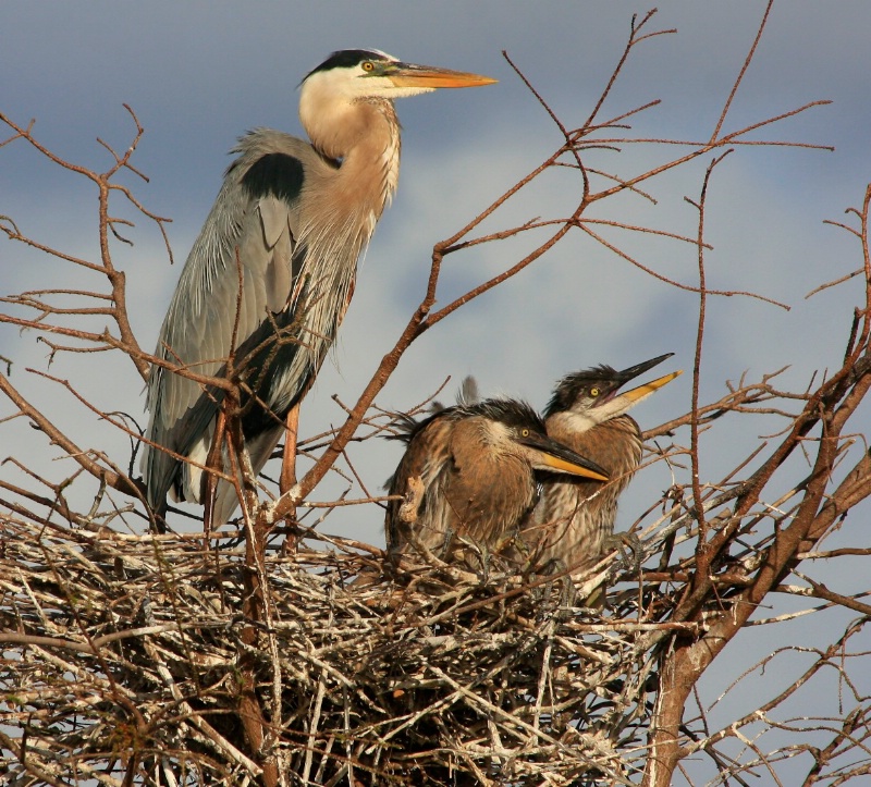 A new Family