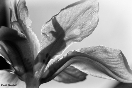 Lilly Petals in BW
