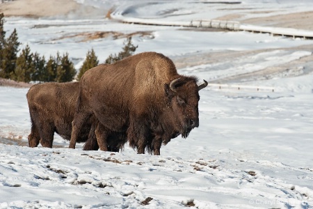 Yellowstone Bison 1202