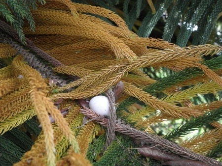 Egg on the branch