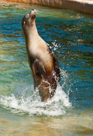 sea lion high jump