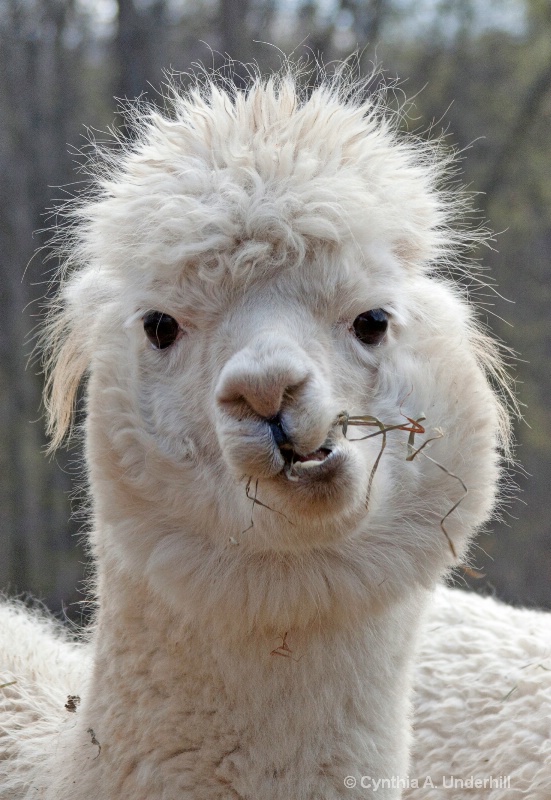 img 7546 11 alpaca p - ID: 12702037 © Cynthia Underhill