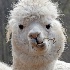 © Cynthia Underhill PhotoID# 12702037: img 7546 11 alpaca p