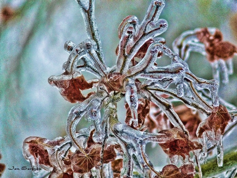 Frozen Maple