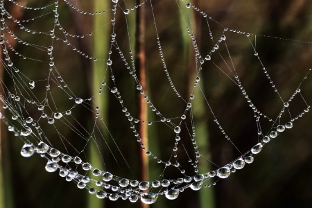Web Necklace