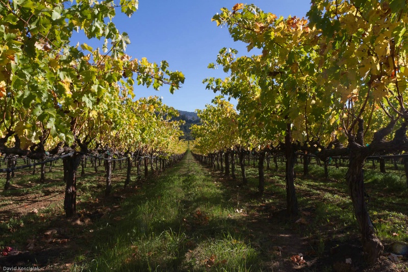 Calistoga Vineyard