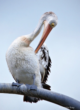 Pickin' pelican
