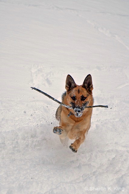 Fun in the snow