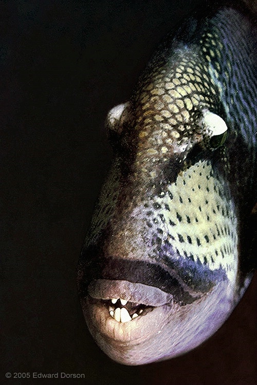 Titan Triggerfish 3 - ID: 12702999 © Edward Dorson