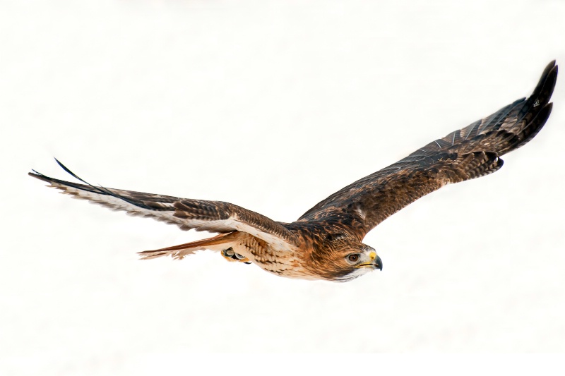 Hawk in flight B